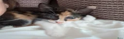 Mixed Breed cats for sale:  Baby girl  - Advert 2