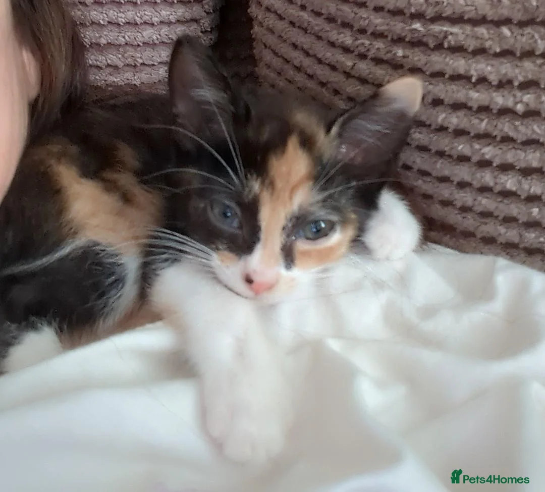 Mixed Breed cats for sale:  Baby girl  - Advert 2