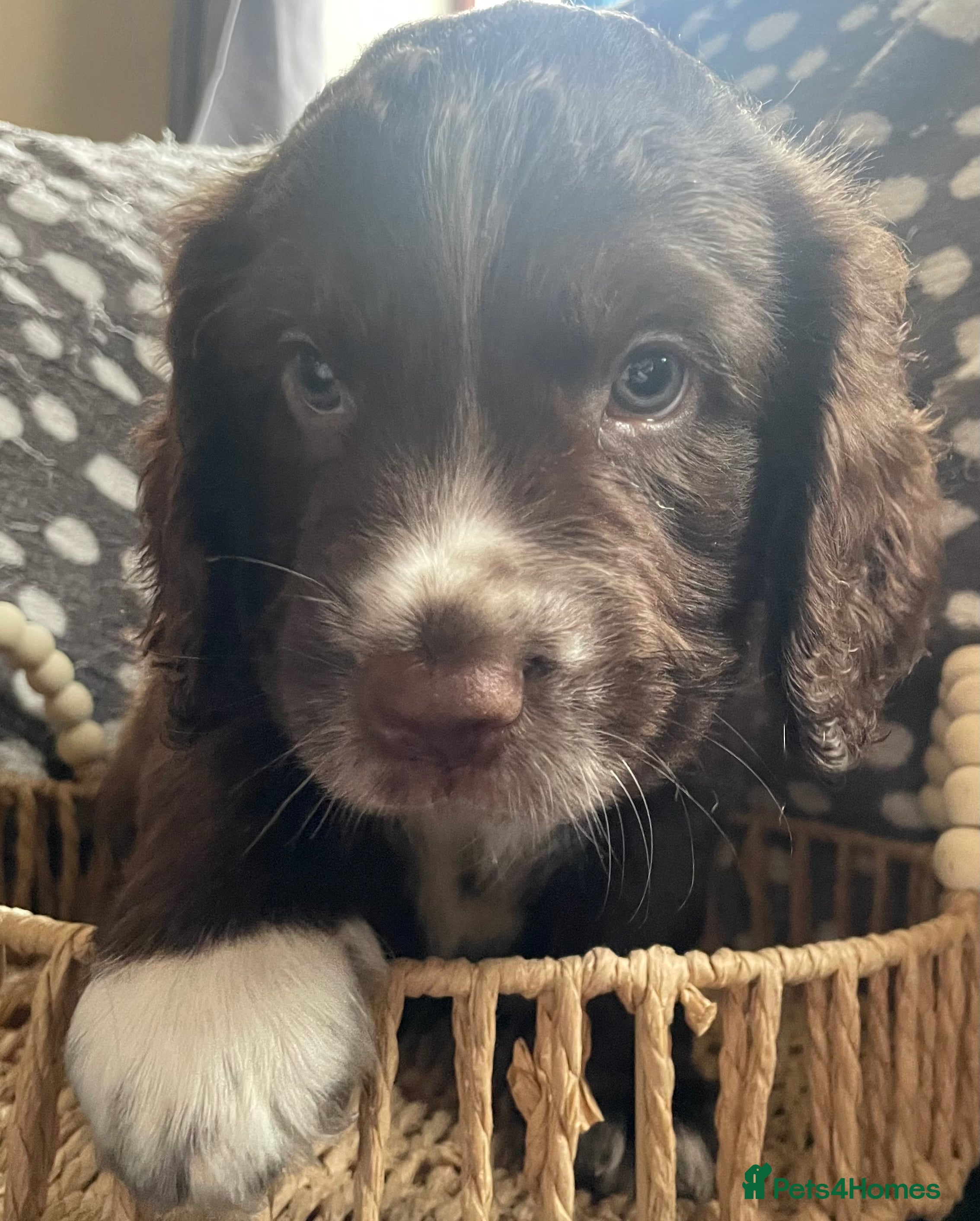 Cocker Spaniel dogs Stunning Cocker spaniel puppies for sale - Advert 4