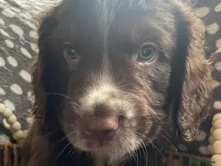 Cocker Spaniel dogs Stunning Cocker spaniel puppies for sale - Advert 4
