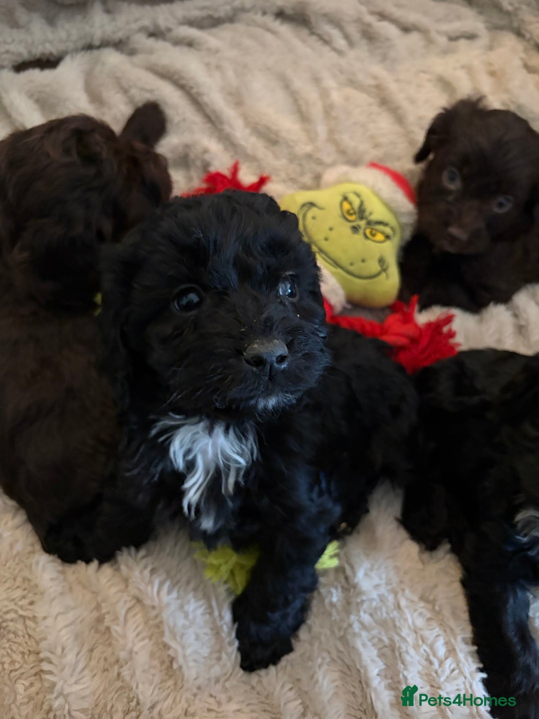Cockapoo dogs for sale: Beautiful litter of Cockapoo puppies F1 - Advert 12