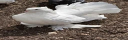 Pigeons birds for sale: Fancy pigeons 🕊️ - Advert 1