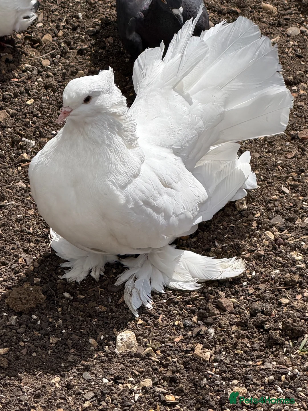 Pigeons birds for sale: Fancy pigeons 🕊️ - Advert 1