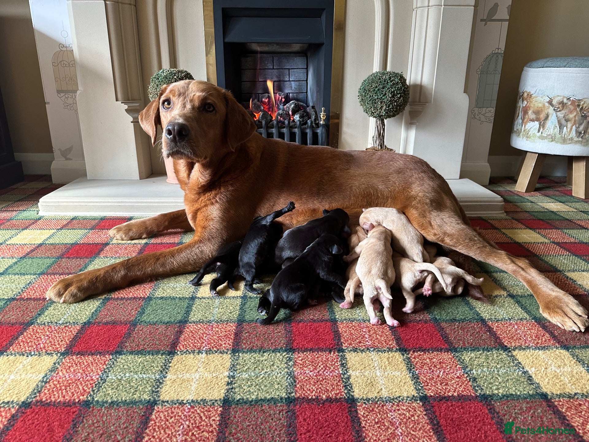 Labrador Retriever dogs Stunning KC pups,health tested parents&manyFTCH/Ws - Advert 1