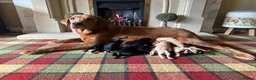 Labrador Retriever dogs for sale: Stunning KC pups,health tested parents&manyFTCH/Ws in Mansfield - Advert 1
