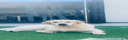 Golden Retriever dogs for stud: STUD DOG ‘ORLAGOLD MAJOR TOM’ (Ziggy)  - Advert 2