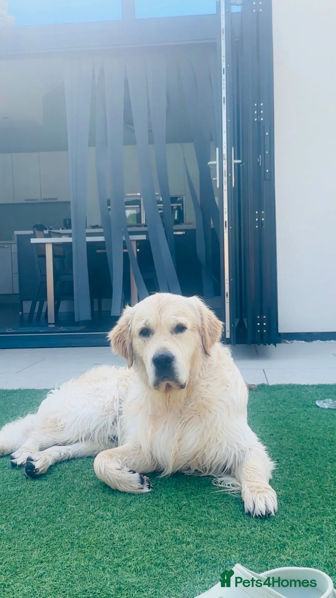 Golden Retriever dogs for stud: STUD DOG ‘ORLAGOLD MAJOR TOM’ (Ziggy)  - Advert 2