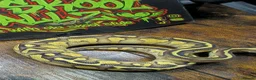 Python Snake reptiles for sale: Leopard butter pastel het desert ghost  - Advert 4