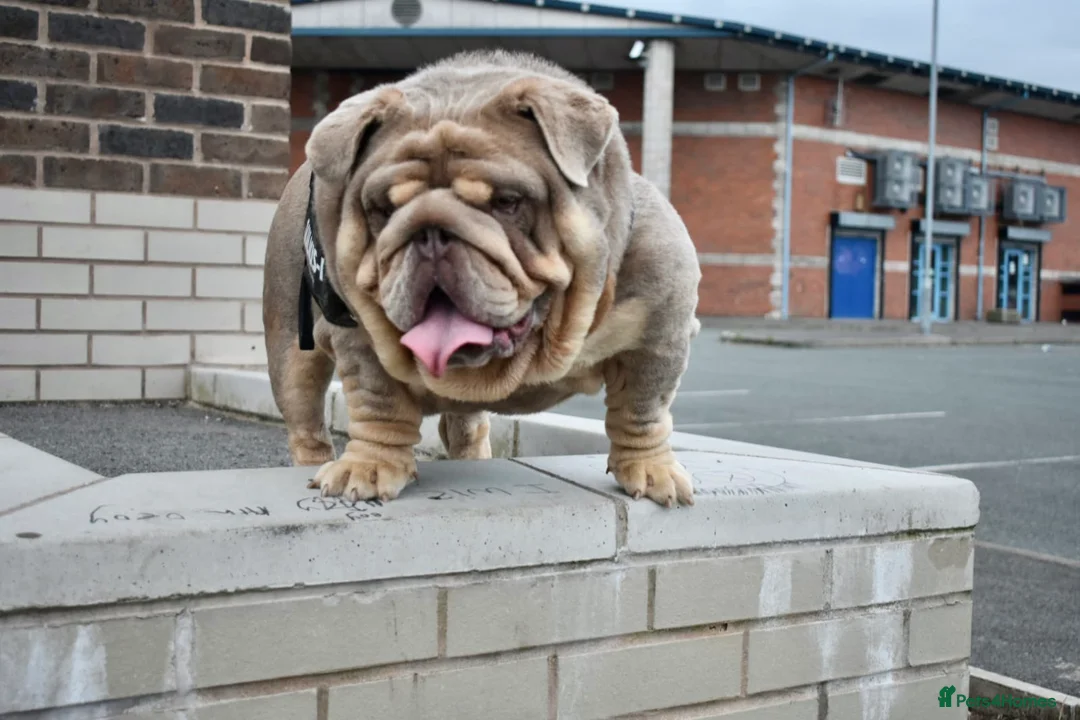 English Bulldog dogs for stud: Target man available for stud 🎯🎯 in Hyde - Advert 11