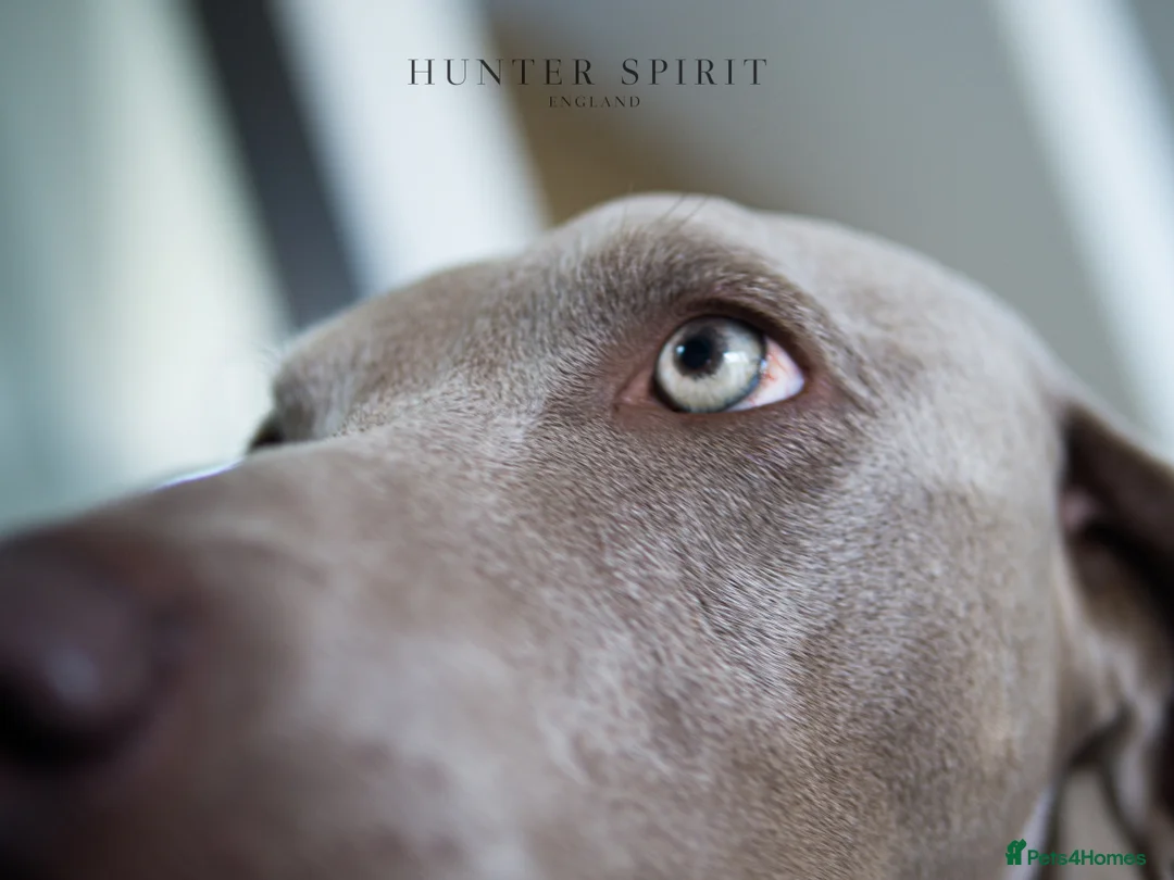 Weimaraner dogs for sale: HUNTER SPIRIT GUNDOGS - Advert 9