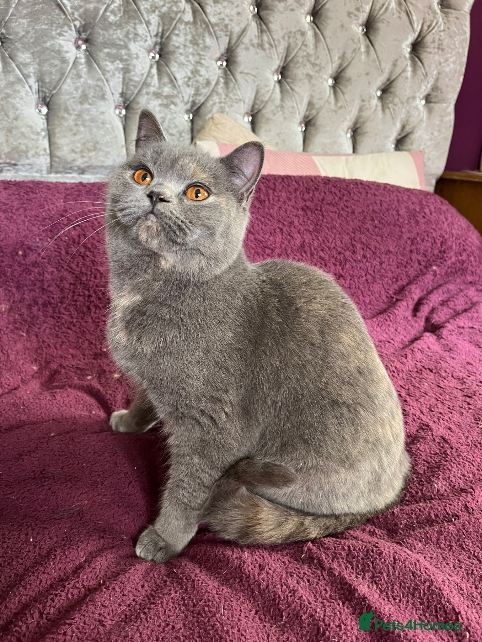 British Shorthair cats Gorgeous Gccf female British Shorthair  - Advert 14