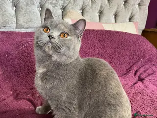 British Shorthair cats Gorgeous Gccf female British Shorthair - Advert 14