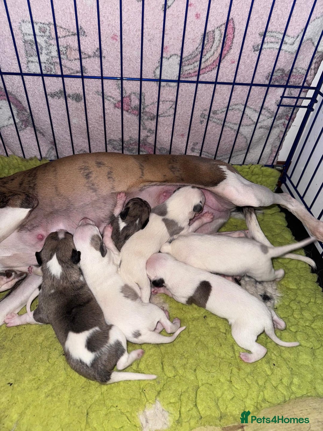 Whippet dogs for sale: Whippet pups  - Advert 2
