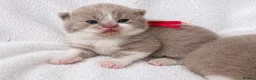 British Shorthair cats for sale: 🌟Last 2 kittens 🌟 Top quality British shorthair  - Advert 9