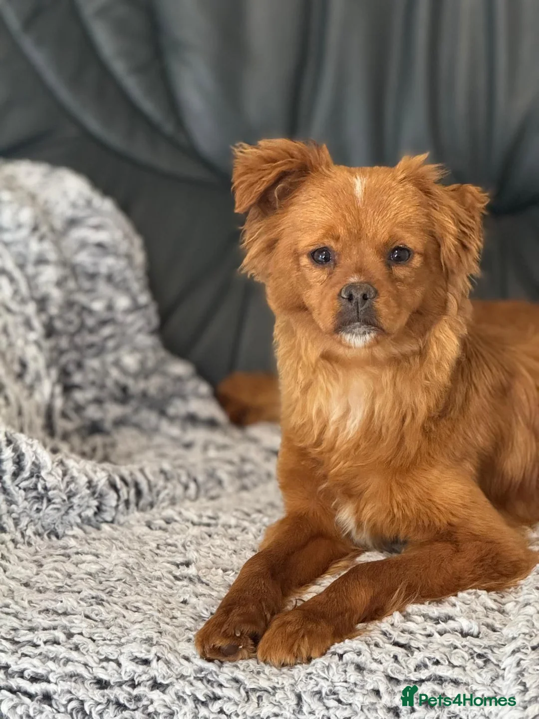 Mixed Breed dogs for adoption: Pretty Polly looking for love - Advert 23