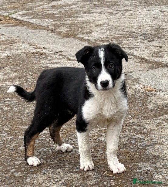 Pup 2 (Max)