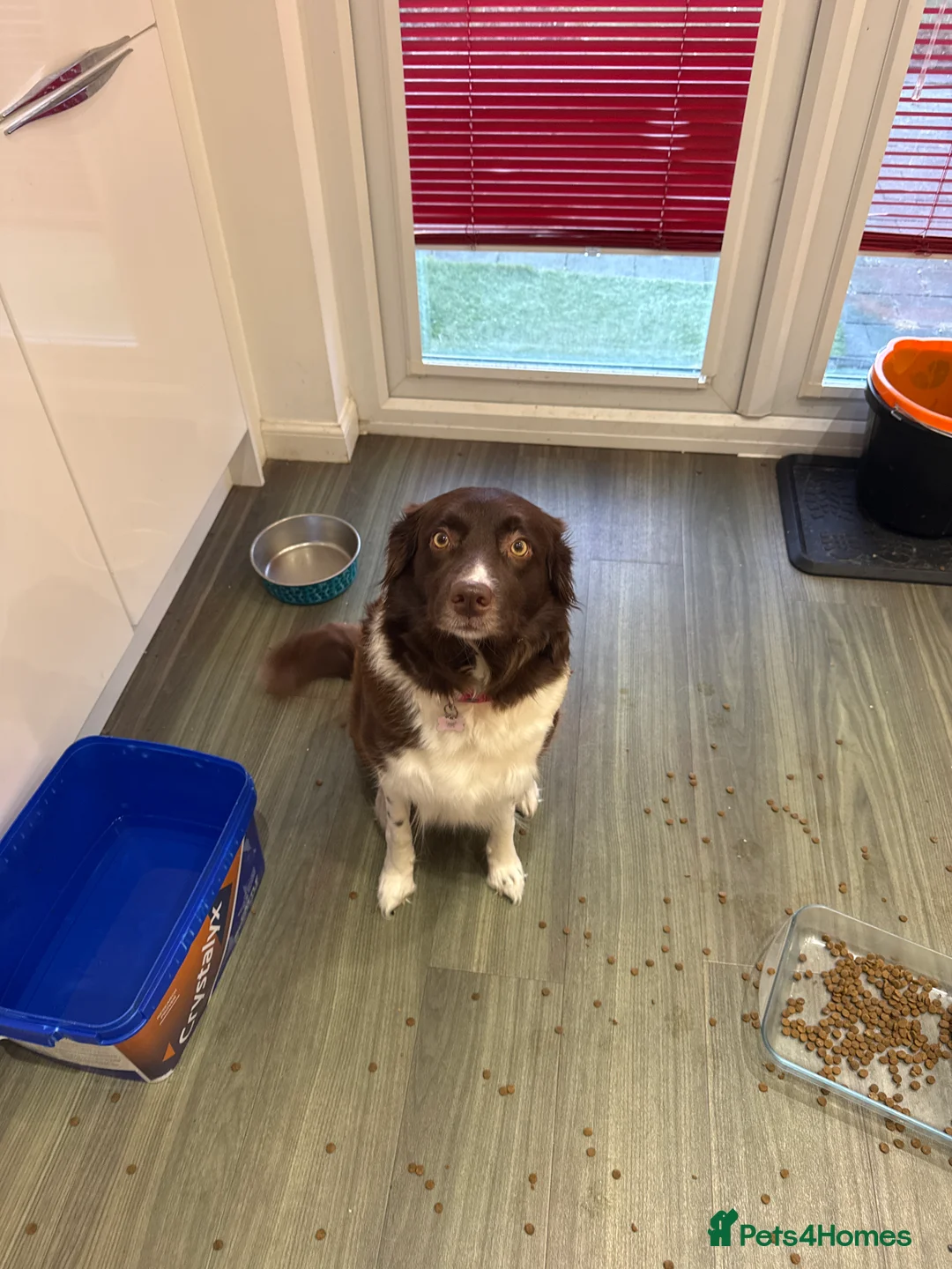 Border Collie dogs for sale: Border Collie red  - Advert 1