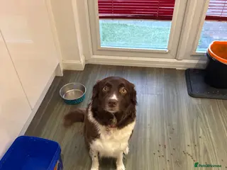 Border Collie dogs Border Collie red - Advert 16