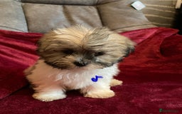 Lhasa Apso dogs for sale: Lhasa Apso Puppies 🐶  - Image 21