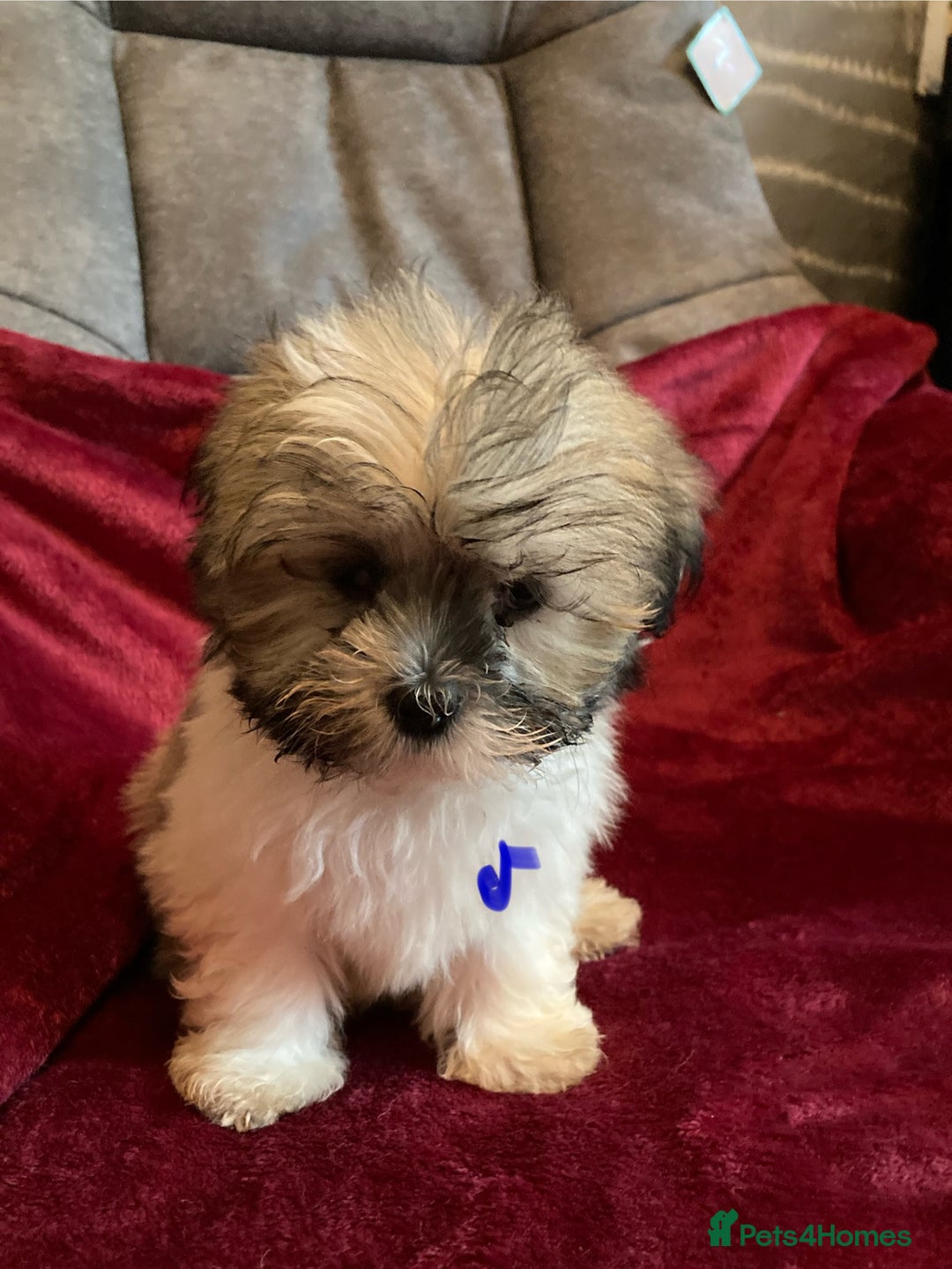 Lhasa Apso dogs for sale: Lhasa Apso Puppies 🐶  - Image 21