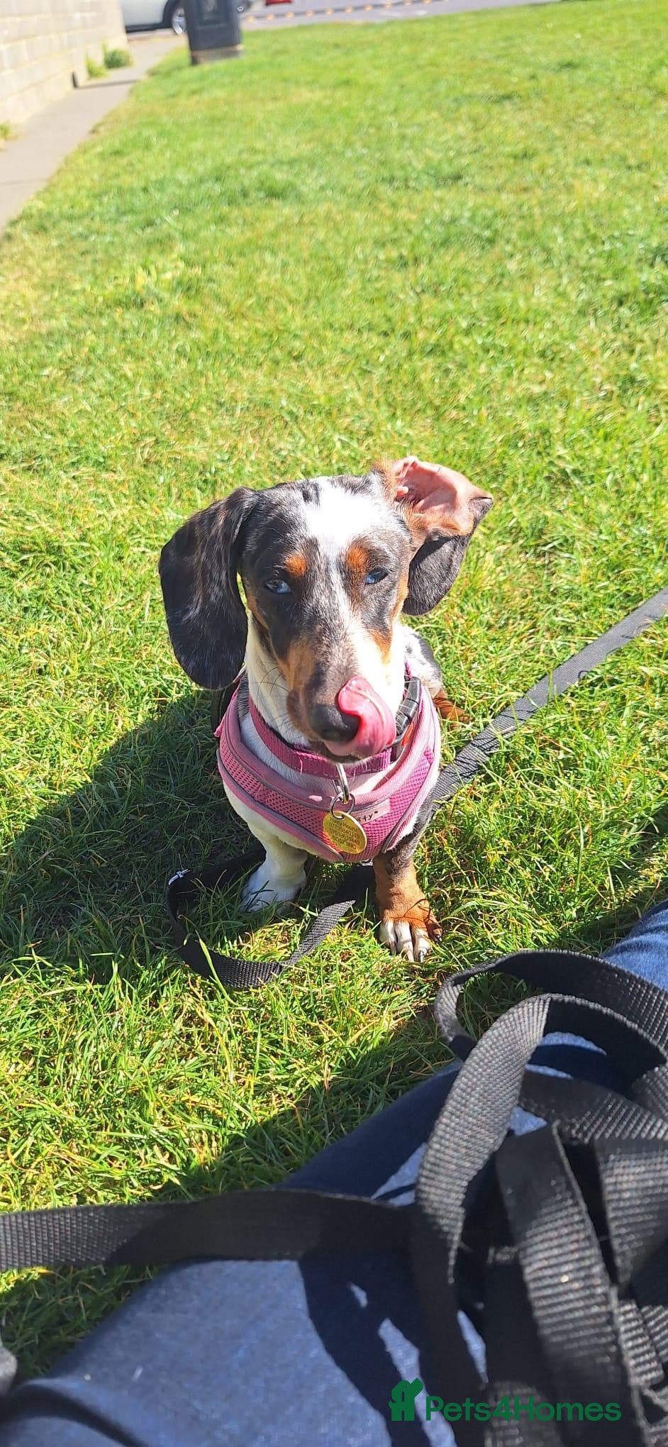 Miniature Dachshund dogs Beautiful Dachshund For Adoption  - Advert 1