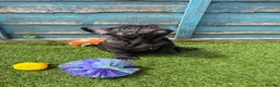 French Bulldog dogs for sale: 5 frenchbull dog puppes - Advert 10