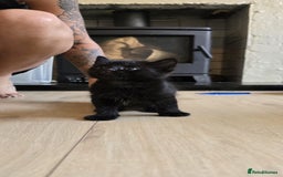 Mixed Breed cats for sale: Gorgeous mix breed kittens for sale!  - Image 10
