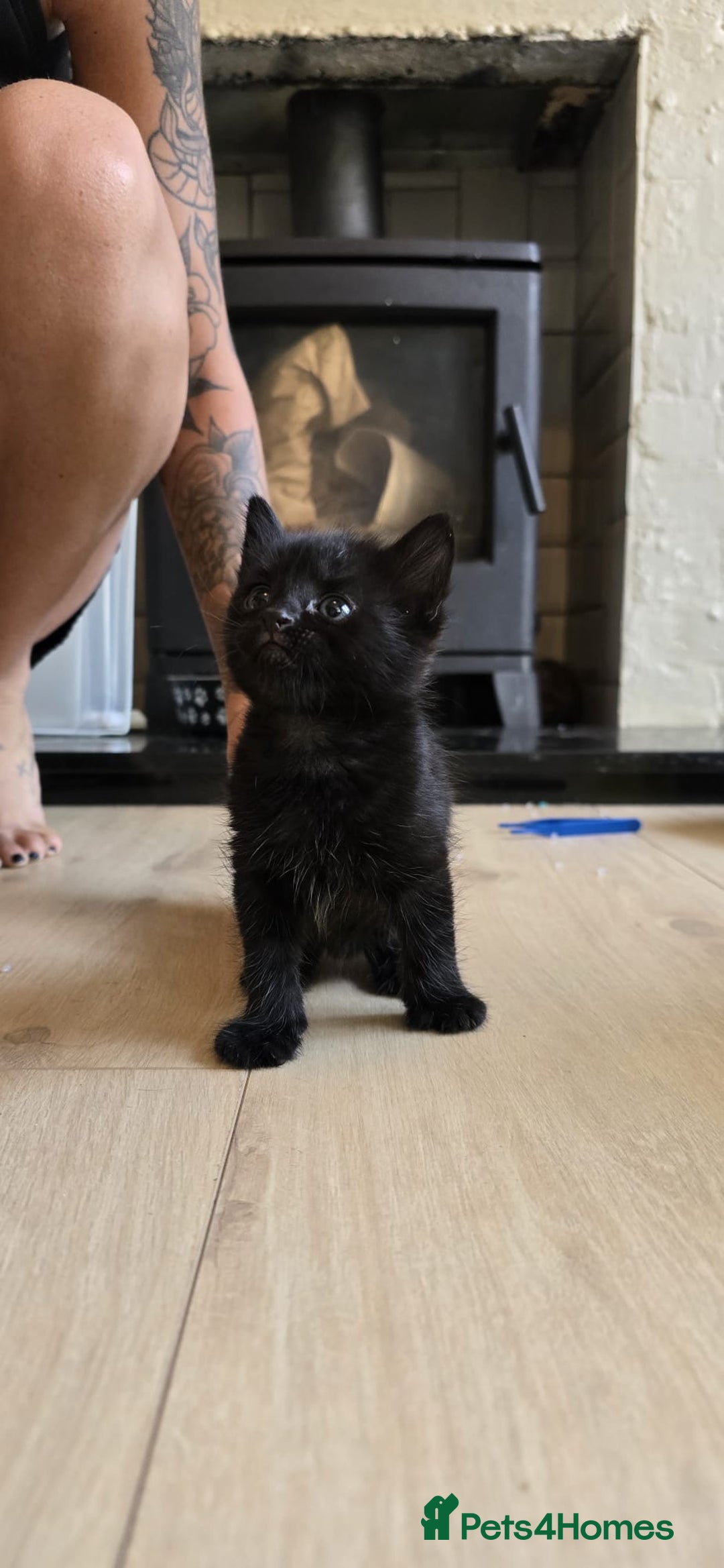 Mixed Breed cats for sale: Gorgeous mix breed kittens for sale!  - Image 10