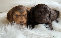 Cockapoo dogs for sale: F1 Cockapoo’s  - Image 1