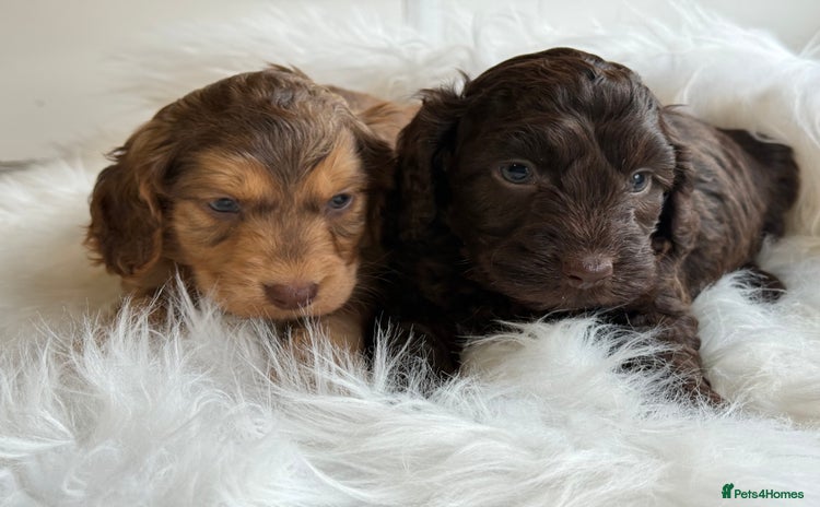 Cockapoo dogs - Advert 10