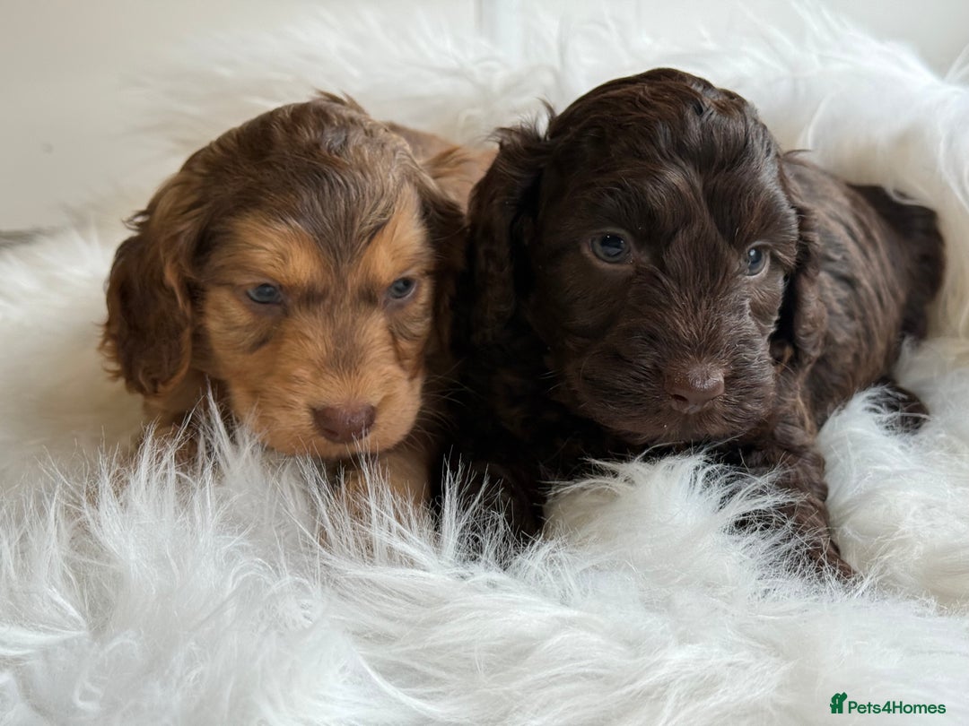 Cockapoo dogs for sale: F1 Cockapoo’s  - Image 1