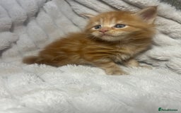 Maine Coon cats for sale: TICA REGISTERD MAINCOON KITTEN’S ⭐️ - Image 22