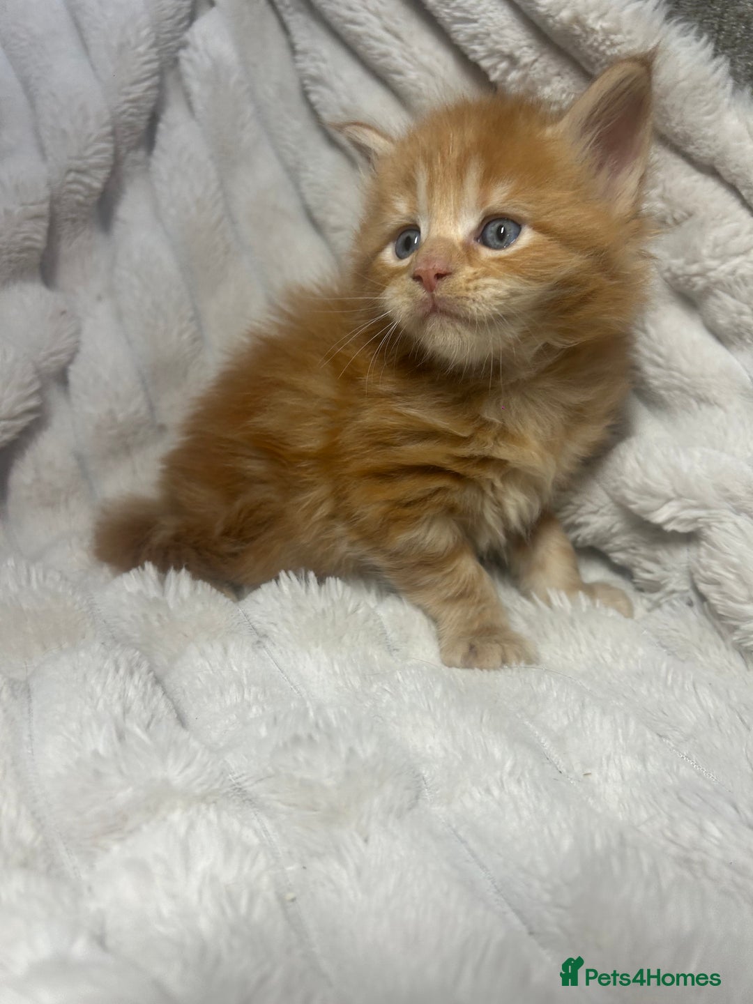 Maine Coon cats for sale: TICA REGISTERD MAINCOON KITTEN’S ⭐️ - Image 22