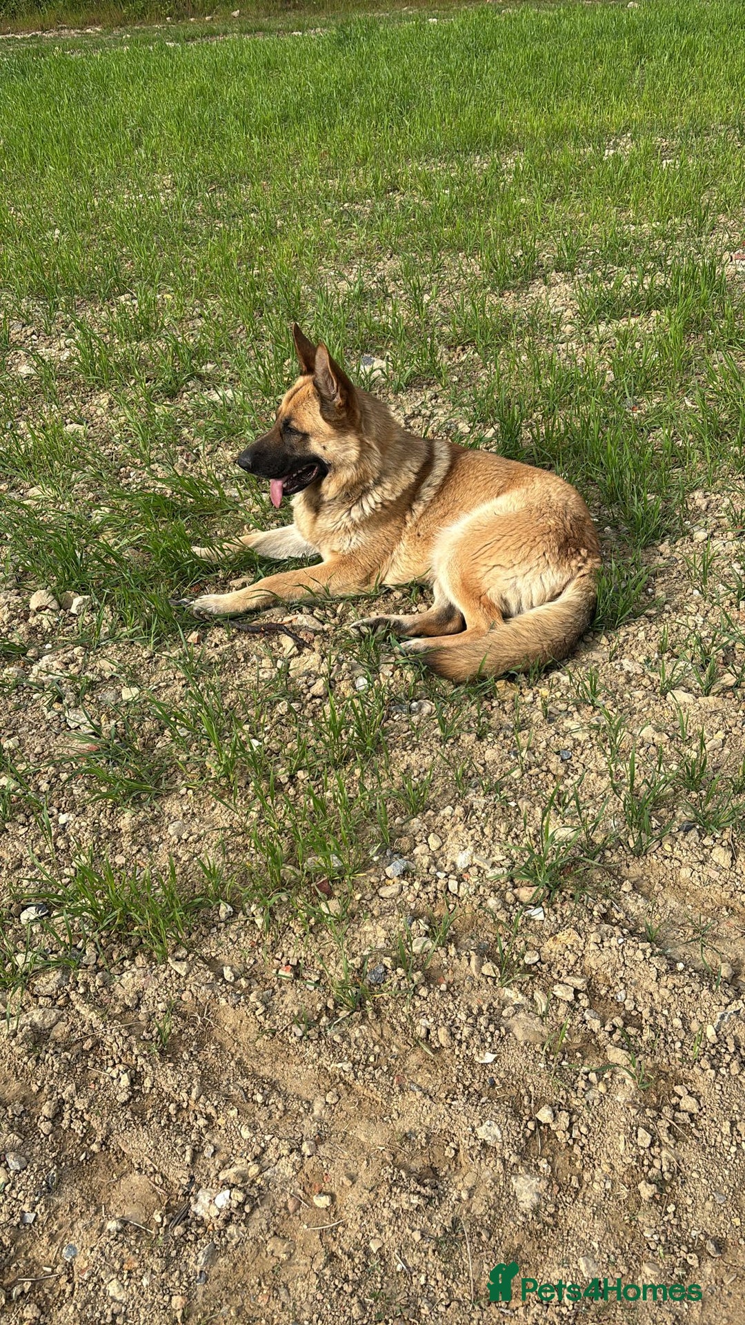 German Shepherd dogs for sale: Male German shepherd  - Advert 3