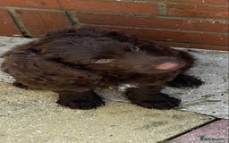 Cockapoo dogs for sale: last F1 boy ready now - Image 20