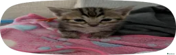 Bengal cats for sale: Bengal kittens 2males - Advert 2