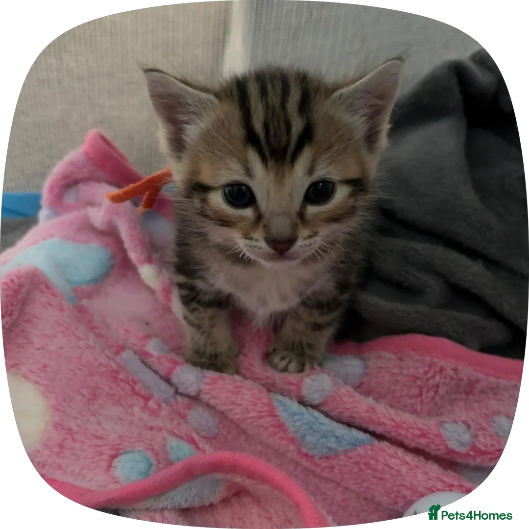 Bengal cats for sale: Bengal kittens 2males - Advert 2