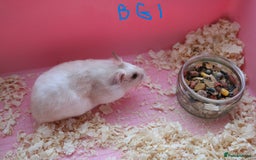 Hamster rodents for sale: Young Syrian Hamsters - Image 7