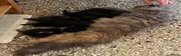Mixed Breed cats for sale: Three kittens - Advert 2