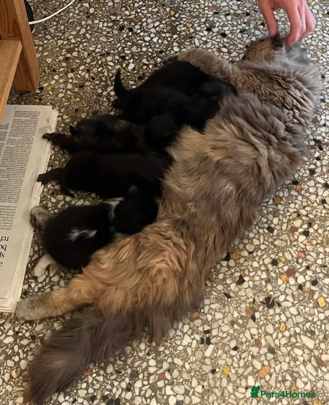 Mixed Breed cats for sale: Three kittens - Advert 2