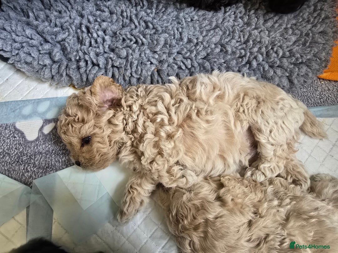 Shihpoo dogs for sale: 🐾 Adorable Shihpoo Puppies 🐾 - Image 18
