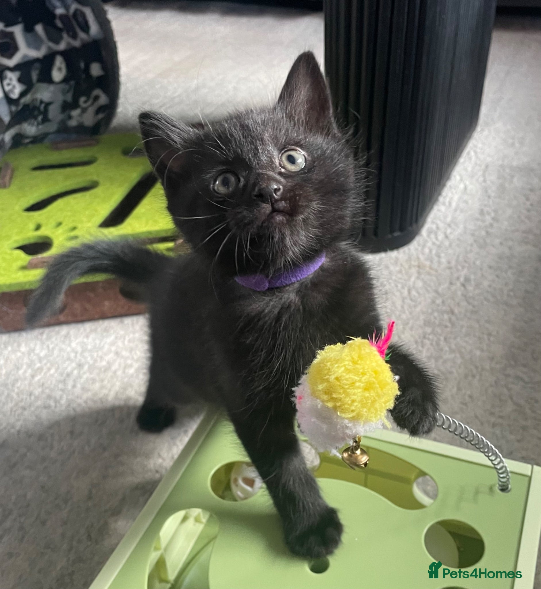 Domestic Shorthair cats 5 Beautiful kittens  🐈‍⬛🐈‍⬛ - Advert 3