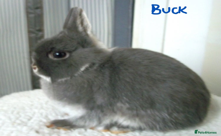 Netherland Dwarf rabbits - Advert 13