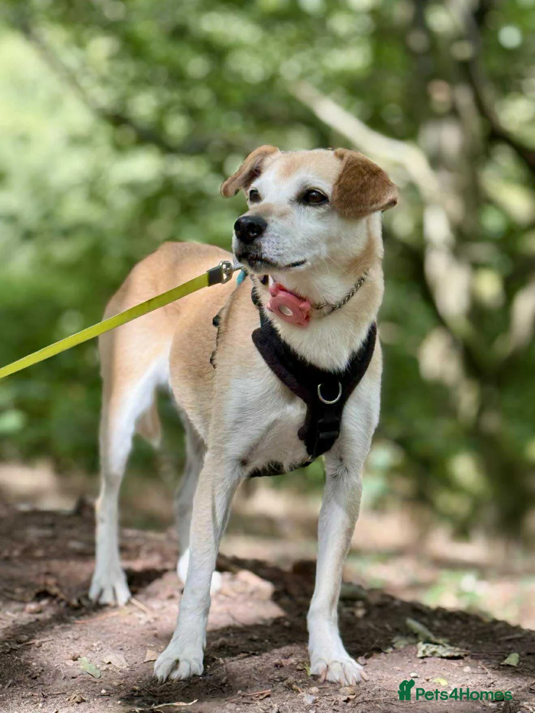 Mixed Breed dogs for adoption: EZRA Shy and gentle - Advert 1