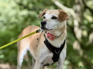 Mixed Breed dogs EZRA Shy and gentle - Advert 1