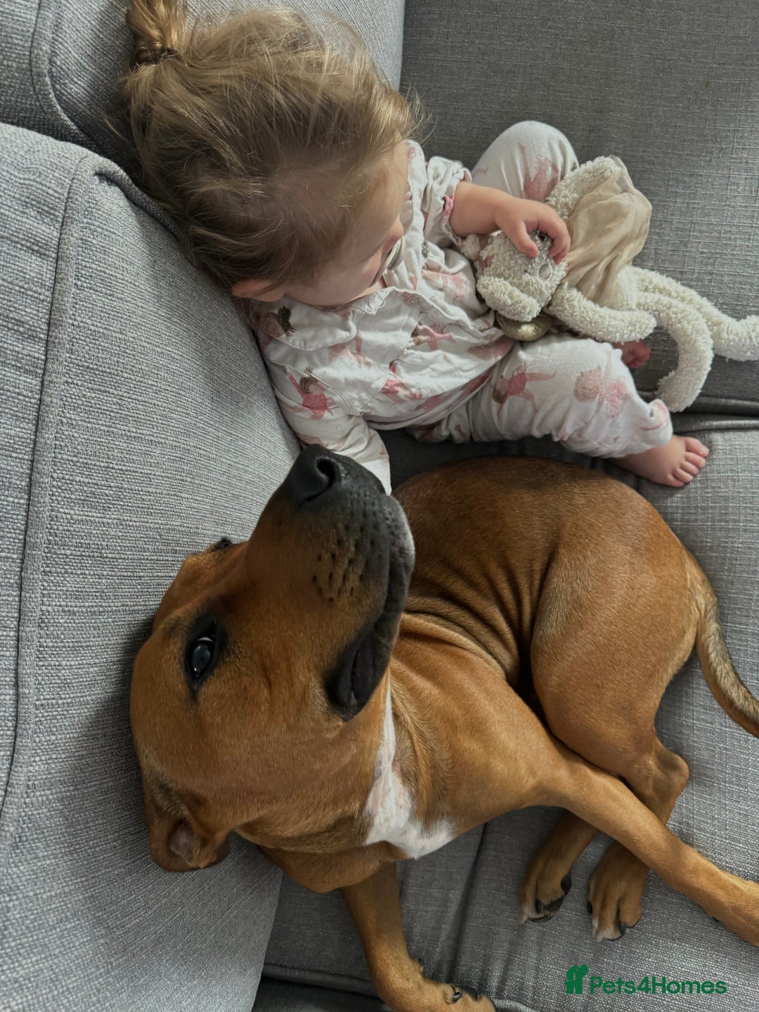 Mixed Breed dogs for sale: Remi - no pups & hasn’t had pups ! I can’t change - Advert 4