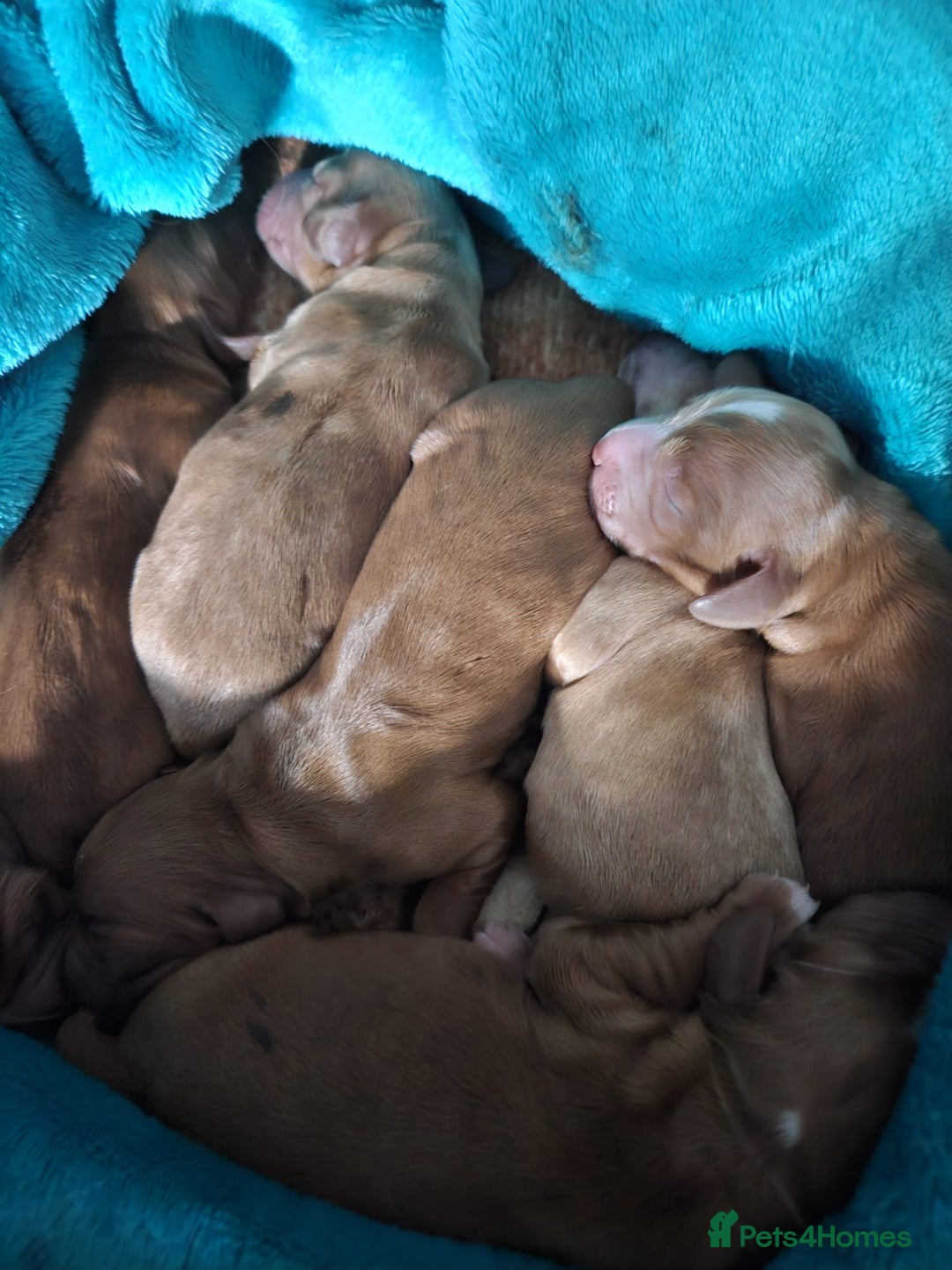 Cocker Spaniel dogs for sale: Beautiful and sweet puppy😊 - Image 9