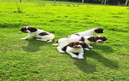 English Springer Spaniel dogs for sale: Beautiful Springer Spaniel Pups for Sale - Image 1