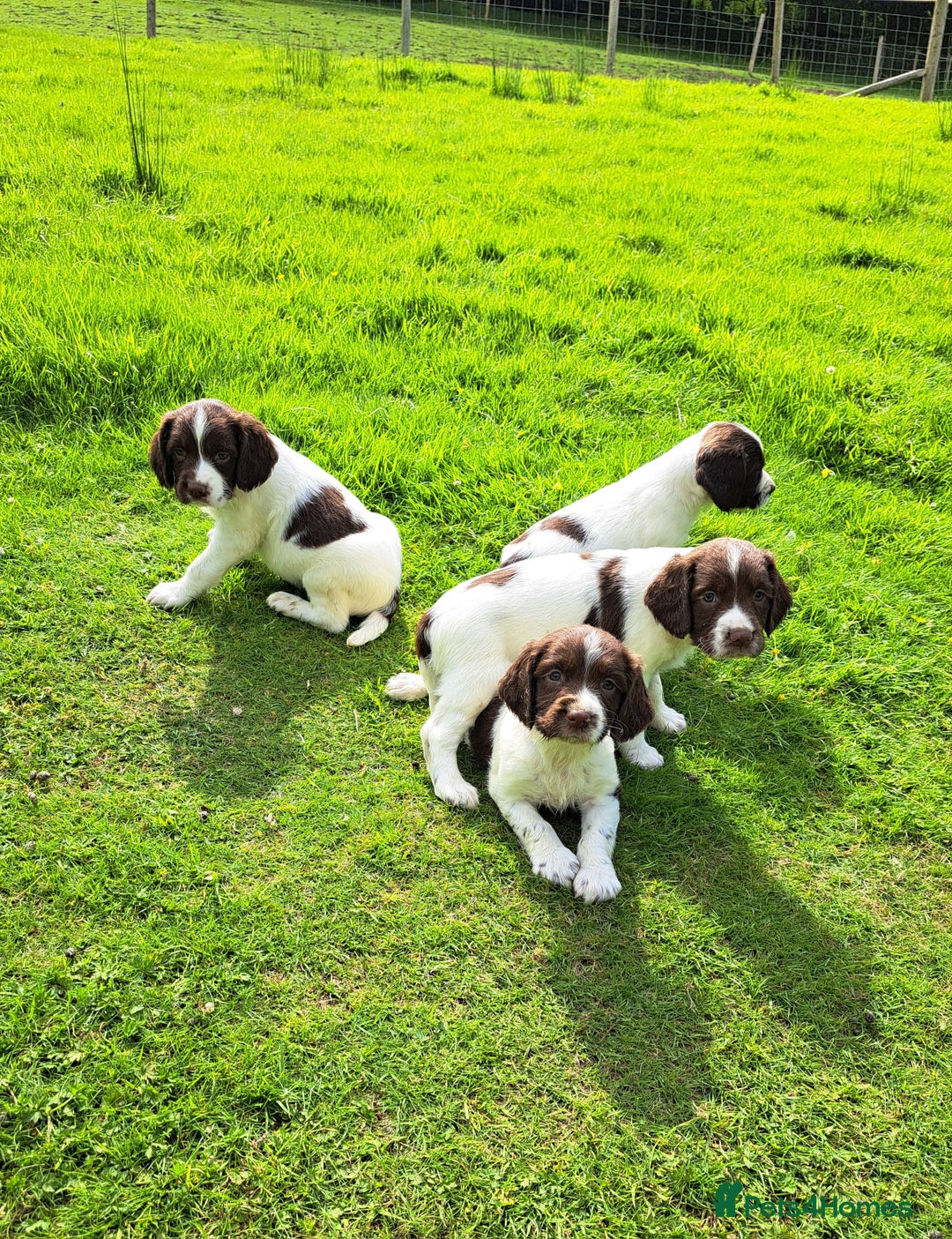 English Springer Spaniel dogs for sale: Beautiful Springer Spaniel Pups for Sale - Image 1