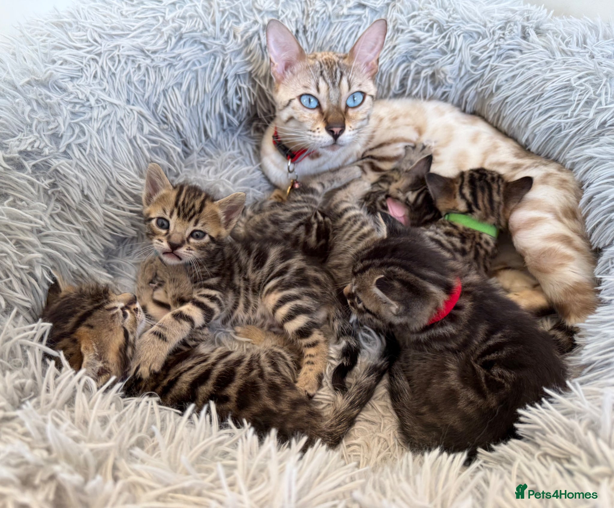 Bengal cats Half Bengal kittens - Advert 1